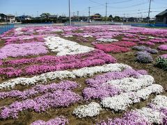 今年も知人宅のシバザクラが満開