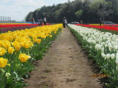 柏市のあけぼの山農業公園・チューリップ・2013年