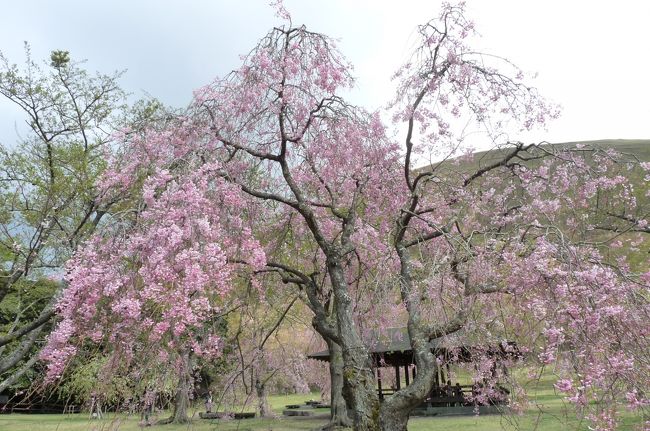 毎年伊豆高原桜並木の桜は欠かさず見に来ているのですが今年は残念ながら満開の時期を逃してしまいました。<br /><br />伊豆高原へ出かけた時にはどこでランチをいただくかが楽しみなのですが、今回はセラヴィリゾート泉郷のホテルアンビエント伊豆高原で女性に人気の高原ランチをいただきました。<br /><br />ランチの後はさくらの里でお花見をしました。平日でしたが、駐車場もいっぱいで、交通整理の方もいらして盛況でした。