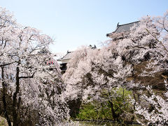 信州上田城　今をさかりと咲く桜　今と定めて散る桜　真田太平記の世界に思いを寄せて・・・