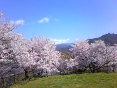 ちょっと早い高遠の桜