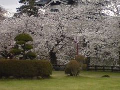 青森県　弘前城　桜