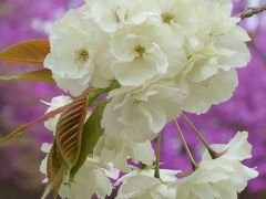 ☆さくらまつり☆広島市植物公園は春爛漫！百花繚乱！！！