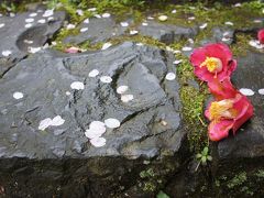 奈良の名椿と京都の名桜を巡る旅（一日目）～初日が雨なら、名椿の白毫寺。京都の桜は天気の回復を待って二日目以降に回ります～