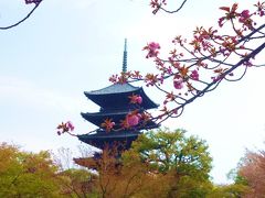2013　春爛漫♪京都の桜。。。さくらも満開！人出も満開！その１（ホテル・東寺編）