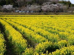 京田辺市の菜の花（観音寺）＆サクラ（馬坂川）