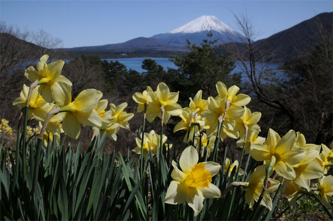 いつか見てみたいと思っていた「桜の季節の富士山」。<br />今年は、桜の開花が早かったのでタイミングを逃したかと思っていたけれど、富士山周辺の桜は、まだまだ見頃。<br />とうとう念願がかなった桜富士♪<br /><br />宿泊：　4/7 　河口湖ホテル<br />4/8 　富士市ビジネスホテル<br />4/9 　富士市ビジネスホテル<br />4/10　上諏訪ビジネスホテル<br /><br />行程：　4/7 　午後・大阪出発　→　静岡県・河口湖<br />　　　　4/8 　富士五湖観光<br />　　　　4/9 　ゴルフ：南富士カントリークラブ<br />　　　　4/10　ゴルフ：朝霧カントリークラブ　→　上諏訪<br />　　　　4/11　上諏訪　→　岐阜・高遠の桜　→　大阪<br /><br /><br /><br />