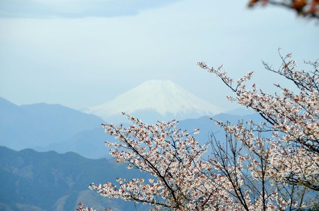 高尾山健康登山（１）　桜、富士山