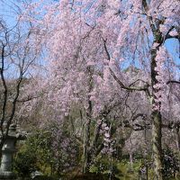 桜の京都・娘との初ふたり旅