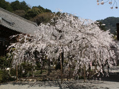 2013年京都見頃の桜　山科　毘沙門堂