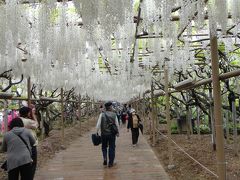 2012年　5月　あしかがフラワーパークに咲く「白藤の滝」や「白藤のトンネル」の気品ある美しさ　（2）