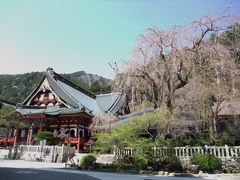 身延山久遠寺としだれ桜