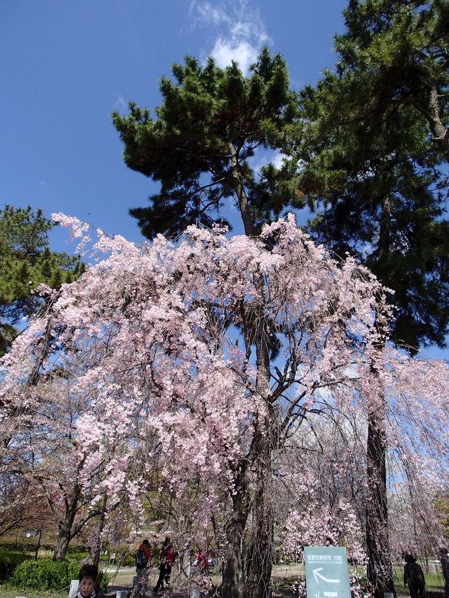 4月6日、7日は天気が良くなかったが、4月8日は天気が良く、平安神宮、半木（ながらぎ）の道、仁和寺の御室桜は<br />素晴らしかった。　特に初めて行った半木の道は賀茂川の透明な水の流れと桜のトンネルは素晴らしく、<br />土手のベンチに座って、満開の桜を眺めながら、ワインとサンドイッチで乾杯した。来年もまた是非見に行きたい<br />と思った。　また仁和寺の御室桜は昨年は早過ぎて、一輪も見ることができなかったが、今年はまさに満開。<br />五重の塔とのコラボレーションは素晴らしく、是非見に行かれることをお奨めしたい。