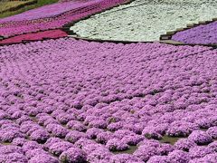 芝桜を見に東京ドイツ村へ