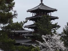 奈良の桜　大和路を行く3 雨の法隆寺