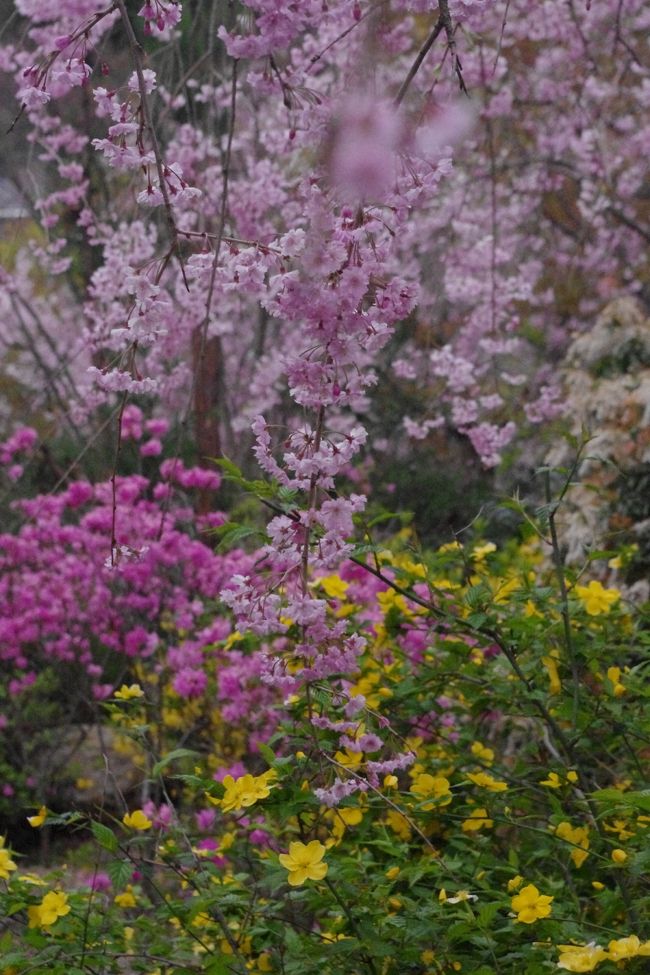 個人所有の洛北の原谷苑は<br />ピンクのシャワーが降り注ぎ<br />百花繚乱の花園でした。<br /><br />一般公開 梅・桜・紅葉の時期<br /><br />開苑時間 午前9時〜午後5時(入苑受付4時30分まで)<br /><br />入苑料 平日1200円<br /> 土日1500円(中学生まで500円) <br /> 梅・紅葉の時期は無料<br /><br /> 飲食物・三脚持ち込み禁止<br /> ペット連れ禁止<br />