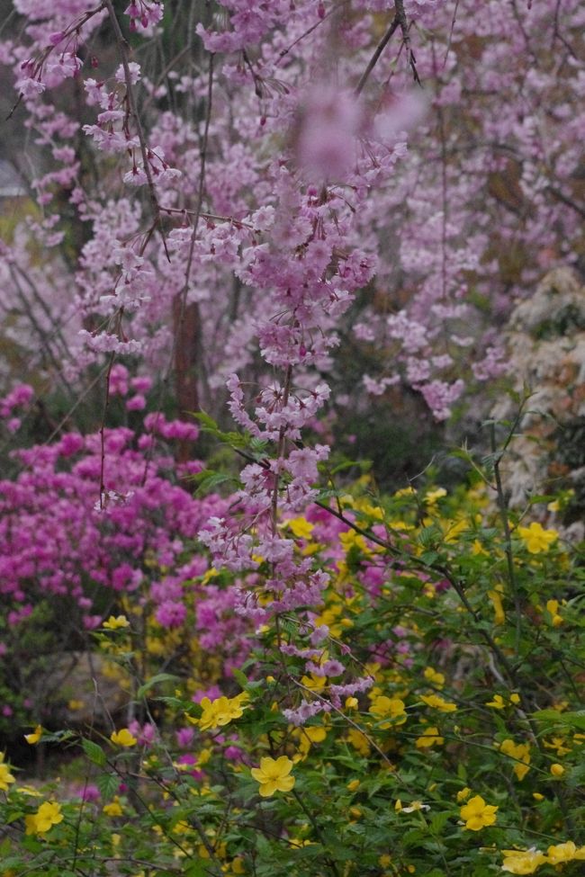 個人所有の洛北の原谷苑は<br />ピンクのシャワーが降り注ぎ<br />百花繚乱の花園でした。<br /><br />一般公開　梅・桜・紅葉の時期<br /><br />開苑時間　午前9時〜午後5時（入苑受付4時30分まで）<br /><br />入苑料　平日1200円<br />　　　　土日1500円（中学生まで500円）　<br />　　　　梅・紅葉の時期は無料<br /><br />　　　　飲食物・三脚持ち込み禁止<br />　　　　ペット連れ禁止<br />