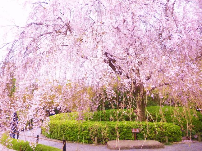人気の花見の場所へ、のんびりと９時半ホテル発<br />今日は天気も良く、５ケ所の寺院の桜を楽しみます<br /><br />午前10時過ぎに龍安寺をトップに<br />ゆっくりと枯山水の庭園と、一面さくら…サクラ…の世界を<br />堪能してきました<br /><br />特に枝垂れ桜がとっても印象的でした。<br /><br />　　　　　　　　　　　　　　　