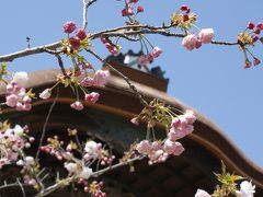 仁和寺御室桜