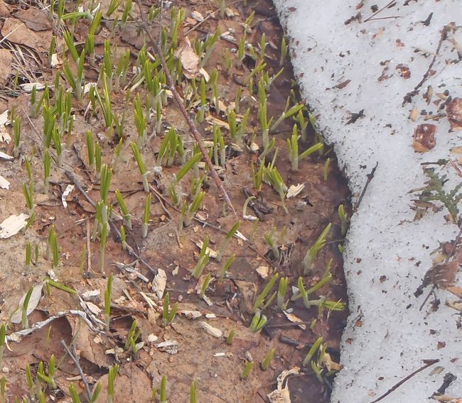 本格的な積雪になってから赴くこともなかった豊平公園に久しぶりに足を運んでみました。雪解けが急激に進でいますが、まだ残雪も結構ありました。