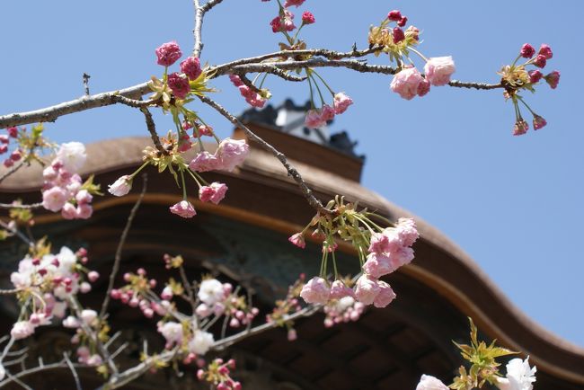 今年は例年より一週間も早かった桜の開花。<br /><br />京都中のソメイヨシノも少し前の嵐ですっかり葉桜になりました。<br /><br />でもまだもう一ヵ所あるのです。<br /><br />仁和寺の八重桜はソメイヨシノより一週間遅く咲きます。<br /><br />京都では御室桜が桜の季節が終わるのを告げるのです。