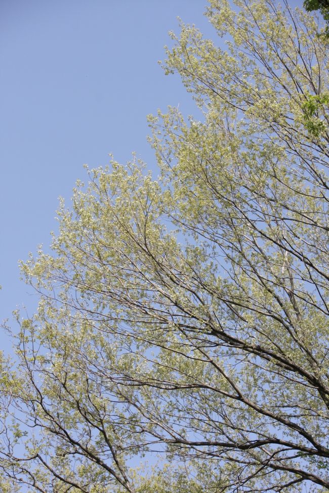 白緑（びゃくろく）の雑木林の芽吹き　2013.4.13<br /><br />六道山公園（東京都西多摩郡瑞穂町大字石畑）<br /><br />例年四月初めのこの時期は桜とともにカタクリの可憐な紫の花が春の盛りを告げてくれます。<br />よく晴れた土曜日の午後、家族と連れ立って所沢市小手指の自宅から狭山湖・多摩湖をめぐる私のサイクリングコースの近くにある武蔵村山市のカタクリの里を訪ねてみました。<br />今年は桜がとっくに終わってしまったので、もしかしたらカタクリもと気にしながら行ってみると案の定、花の時期は過ぎていました。<br /><br />そのまま引き返のはもったいないので周囲の雑木林の小高い山を散策してみると、新緑前夜とも言える白緑の芽吹きの新鮮さにおどろき、しばし青空に映える枝先に見とれてしまいました。<br /><br />タイトルは「カタクリの里を訪ねて」にするつもりでしたが、虚偽記載になってしまうので白緑の・・・にしました。<br /><br />カタクリが無いとブログが薄味になってしまうので昨年の写真を参考に追加します。カタクリ粉でとろみをつけると味が良くなじむように。<br /><br />撮影　CANON EOS40D EF-S17/85,EF-S55/250<br /><br />この旅行記は公開（4.13）後しばらくは余信（追加画像・記載追加）がありますのご注意ください。<br /><br />お気に入りブログ投票（クリック）お願い<br />http://blog.with2.net/link.php?1581210<br />