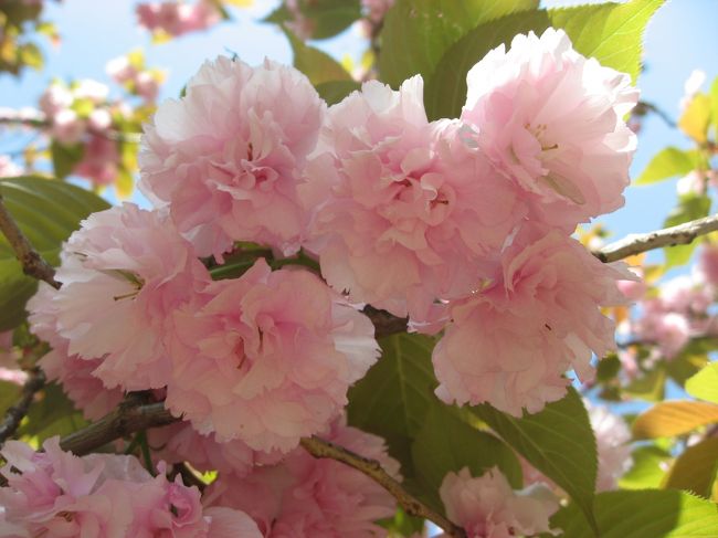 新宿御苑の遅咲きの八重桜が見頃になったので見てきました。先週の週末は台風並みの暴風雨とのことだったので今週にしました。今年はソメイヨシノの時期に新宿御苑にきたので2回目です。前回は新宿を中心に散歩したので今回は代々木にしました。<br /><br />★散歩ルート<br />文明軒(パン)→新宿御苑→DADA CAFE(古民家カフェ)→トンガコーヒー→新宿御苑(再入場)→鳩森八幡神社→金魚カフェ<br /><br />★おまけ<br />・アンコールワット(カンボジア料理)