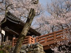 ２０１３年高遠城址公園の桜