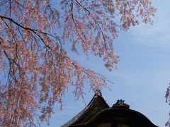 ゆとりの京都７泊で古都の桜めぐりと奈良吉野山・ちょっと大阪へ～３日日～