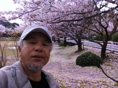 日本に桜見に帰って来ました！