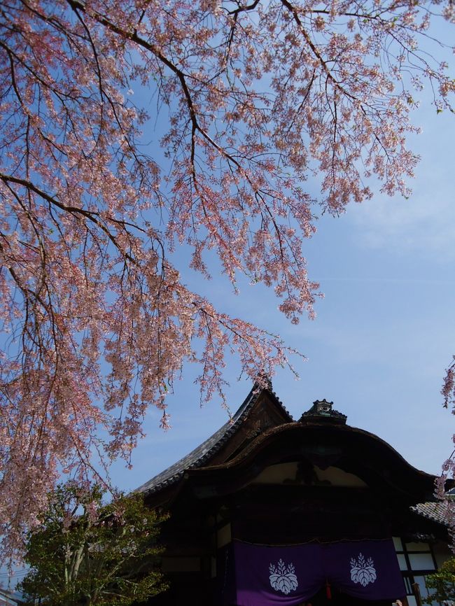 ７泊8日の京都プランは<br /><br />桜と京都の美味しい食べ物を食べる<br /><br />(((o(*ﾟ▽ﾟ*)o)))<br /><br />２日間乗車券を活用のためちょっと遠くの方に行きました。<br /><br />そのほうが後々気も楽になるので。<br /><br /><br />★４月４日　醍醐寺～随心院～貴船神社～原田苑～<br />　　　　　　　千本鞍馬口～ (友人と夕食の為）<br /><br /><br />３日目のコースはちょっと行き過ぎたか･･･Σ(|||▽||| )<br /><br />南に行って北に行きさらに西へと･･･<br /><br />ちょっと欲張り過ぎたかなァ～と後で気がついた。<br /><br />そしてその日は知り合いの店で夕御飯を食べる予定だったので<br /><br />他も周る予定だったけど無理でした～なので本当は龍安寺行く<br /><br />予定を後日に延ばしました(^0^)/