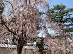 桜をもとめて京都へ・・・