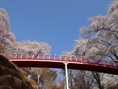 ２０１３年伊那市「春日城址」の桜