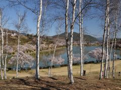 ２０１３年荒神山公園の桜