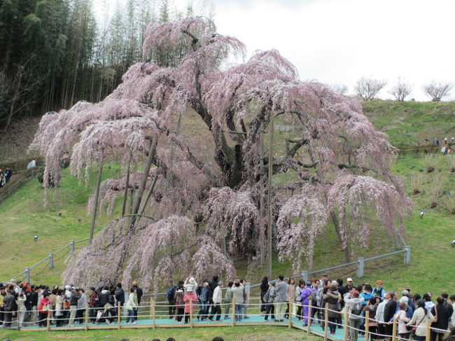 今年は行くぞーー、とずいぶん前から毎日ＨＰをチェックしていた三春の滝桜。<br />４月６日に開花して、あちゃー、次の週末はもう駄目？と思っていたら（開花１週間以内に散ってしまう年もあるようで）まさかの雪の日があったりして１週間けっこう寒い日が続き・・・<br />この日は８分咲きでした。<br /><br />でも十分きれい♪<br />行ってよかったーー♪<br />会えないと思っていた猫さんにも会えました。