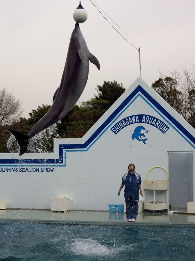 しながわ水族館は、東京都品川区のしながわ区民公園内南端にある水族館。<br />地上一階地下二階建て。一階の「海面フロア」では東京湾の魚や生物などを展示、スタジアムではイルカ・アシカのショーが開催される。地下の「海底フロア」では巨大なトンネル水槽を通ることができる。また、水族館の外部にはレストラン「ドルフィン」とマリンショップ「シーガル」がある。<br />1991年10月に開館。5年ごとに記念リニューアルを行い、1996年8月にはペンギンランド、2001年にサメ展示水槽、2006年にはアザラシ館を新設している。<br />（フリー百科事典『ウィキペディア（Wikipedia）』より引用）<br /><br />「アザラシ館」<br />地上2階、建築面積約375平方メートル、水量約240トンの「アザラシ館」がオープン。<br />1階部分は、直径約11メートルの円型水槽になっており、その円型水槽の中に直径約6メートルの円柱状の観覧スペース（水中ホール）があります。水中ホールへ楕円型をしたアクリル製水中トンネルを通ることにより、アザラシが泳ぎ回る様子を360°の角度から観覧できます。<br />2階部分は、愛嬌のあるアザラシが岩の間から顔を覗かせている様子や、地上でくつろいだりしている様子など、アザラシの行動を間近にご覧いただけます。<br />（http://www.aquarium.gr.jp/spot/index.html　より引用）<br /><br />しながわ水族館については・・<br />http://www.aquarium.gr.jp/<br />http://www.youtube.com/watch?v=rW-CS3pMZjE<br />