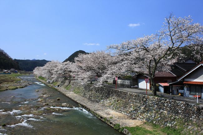 本当は、日本海で鯛釣りの予定が船頭から天気は良いものの、波が高くやめたほうがよいとの電話を前日にもらい急遽予定を変更。<br />せっかくの好天気の様なため、最後の桜を見に行こうと思い、インターネットで調べると、近畿・中国地方の桜はほとんどが散り初めか葉桜状態。どこかないかと探していくと、岡山県の北側に位置する新庄村のがいせん桜が７〜８分咲きとのこと。そのそばの美甘宿場（みかもしゅくば）の桜も同様とのことで、桜の花見と宿場町の古い街並みの見学に１３日の土曜日に出かけてきました。<br />今回　回ったのは、新庄村のがいせん桜、美甘（みかも）宿場町の桜、醍醐桜と城下町の勝山の古い街並みの4か所です。<br />何れも素敵な所でした。