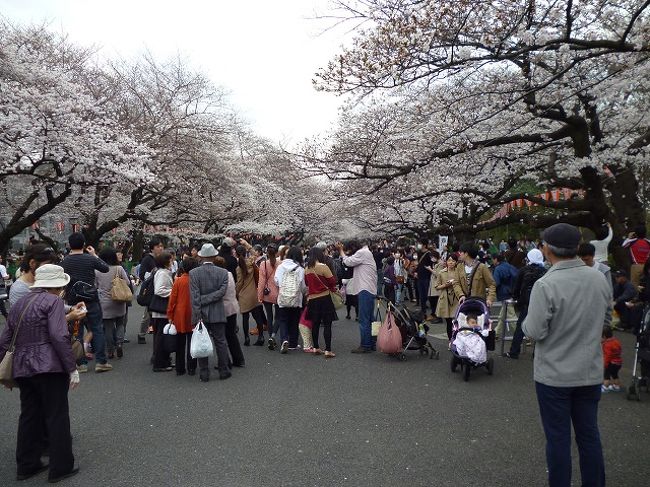 例年より10日早く満開宣言が出たのは3月22日でした。<br />その2日前に上野公園を訪れたときは、<br />ほぼ満開に近い状態で、花見を楽しむ人たちでにぎわっていました。