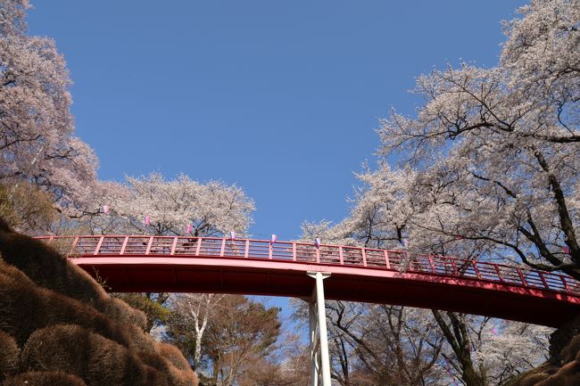 春日城址公園は、伊那駅から車で約１０分のところに位置し、高遠城址公園と違い、観光客が少なくゆっくりと桜を鑑賞することができます。