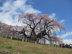 三春の滝桜は三分咲き