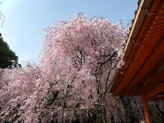 2013.4.5 春の嵐の前のお花見 in 京都