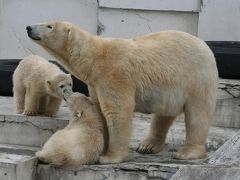 円山動物園に白クマの双子の赤ちゃんを見に日帰り旅行