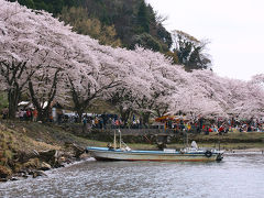 2013年最後の桜は海津大崎へ