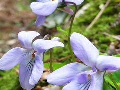 王滝渓谷　花巡り♪