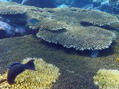 14　ぶらり　ティオマン、ABC Tioman　