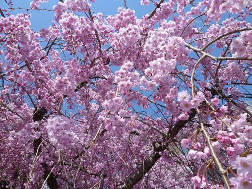 海津大崎 春爛漫の奥琵琶湖 桜のトンネル 高島 滋賀県 の旅行記 ブログ By Poohfeeさん フォートラベル