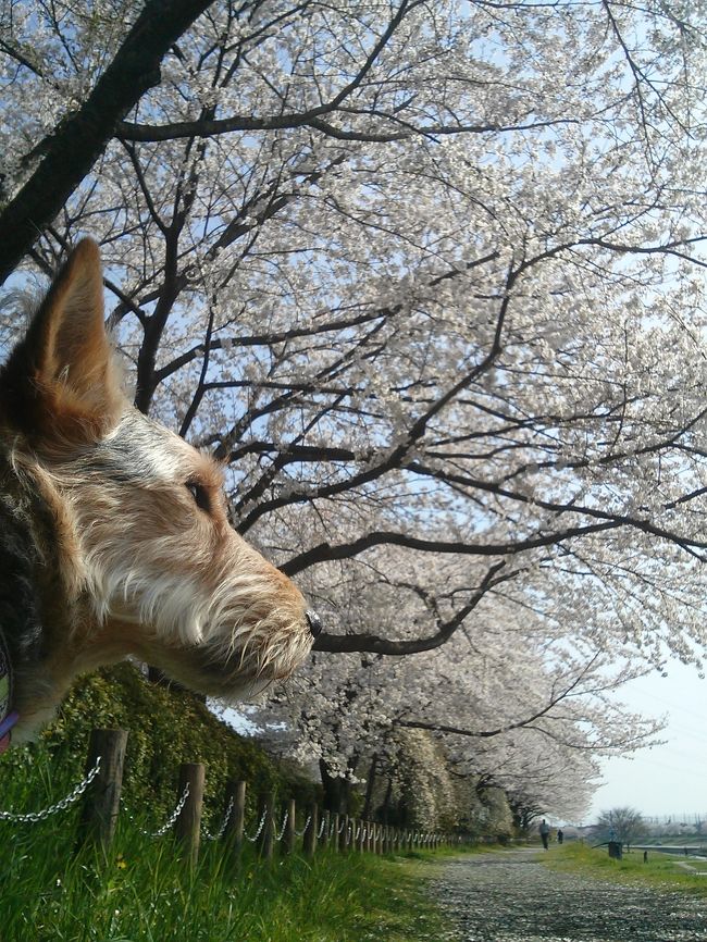 あとがきでは、今回訪れたところの気づいたこと、書き残し、お土産の味、次回に行ってみたいところ等を、記載。<br />ちなみに、<br />一日目 両替・空港でsimカーを購入・HOAVIEN <br />二日目統一会堂 Hoi Truong Thong Nhat ・ミータウ Mitau (フエ料理)・ 山羊肉の焼肉と鍋Quan An Tu Diep・サイゴンセンター：Q Home・国営デパート<br />三日目 聖マリア教会・人民委員会庁舎・Fanny・美術館・サイゴン川クルーズのベンゲー号・バタフライ・<br />四日目 ニューラン・空港内