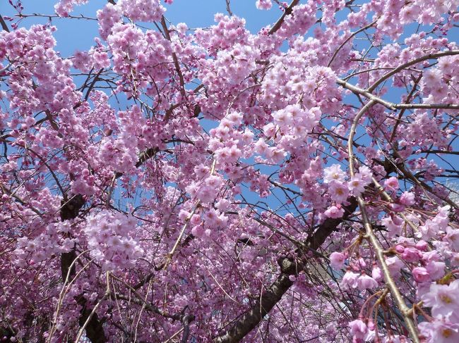 今年は大阪城に桜を見に行ってもう十分満喫したのだけど、いい天気だし見納めに行こうと思い立ち、お気に入りの桜の穴場名所、海津大崎にドライブがてら行ってきました。<br /><br />快晴の奥琵琶湖、満開の桜に癒されたあ〜♪