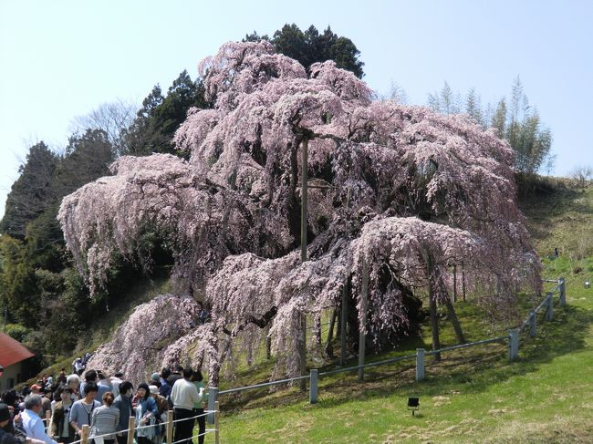 2013年4月　福島の旅　第２日　三春の滝桜、不動桜