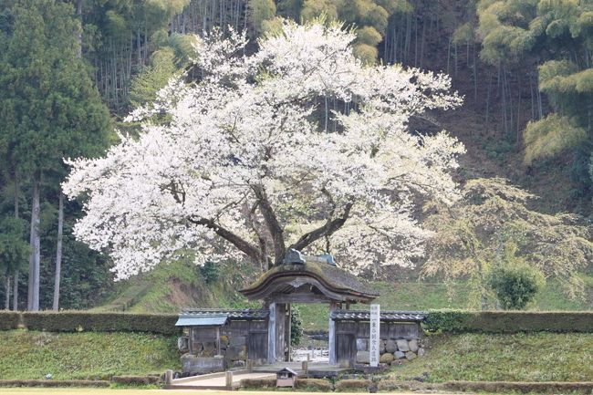 大野のカタクリを見に行こうと友達と一緒に向かう道すがら、朝倉氏遺跡を通り、途中下車で遺跡の一部を駆け足で一回りしました。ちょうど桜が見頃で美しい山里に来たという感じでした。<br />まずは、写真だけですが、ご覧いただけたらと思います。<br /><br />一乗谷朝倉氏遺跡については下記のホームページをご覧下さい。<br /><br />福井市の一乗谷朝倉氏遺跡のホームページ<br />http://www.city.fukui.lg.jp/d620/bunka/iseki/<br /><br />朝倉氏遺跡保存協会のホームページ<br />http://www3.fctv.ne.jp/~asakura/index.html